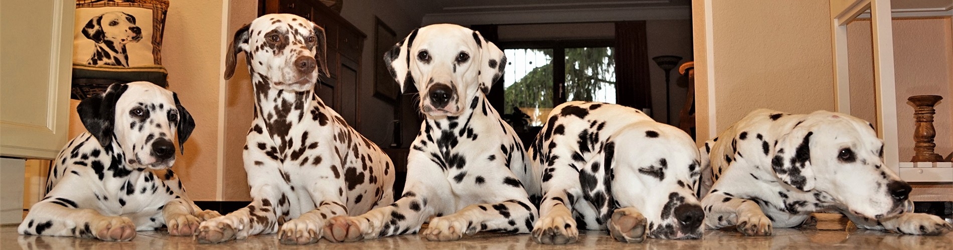 Hundiversum DogCare GmbH - Schadegg Dalmatians im Hundiversum